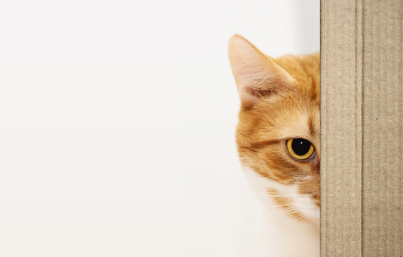 Cat waiting