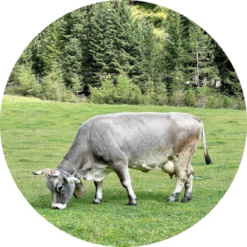 Cow on a green grass field